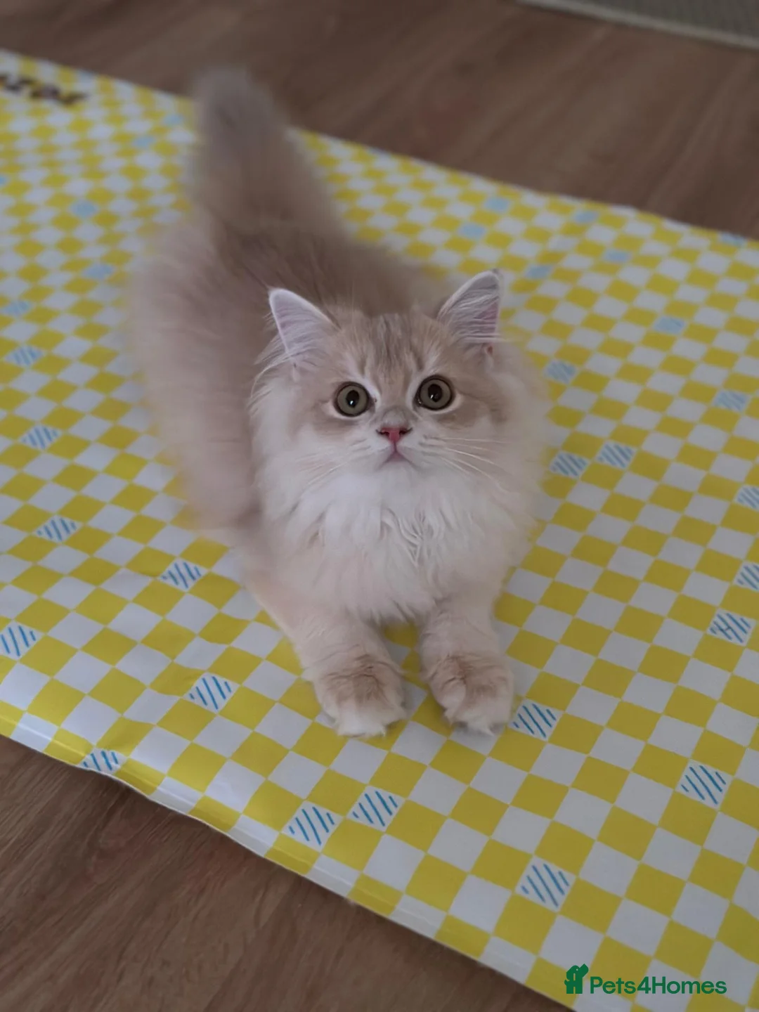 British Longhair cats for sale: Loving Lilac Golden British Longhair Girls - Advert 1