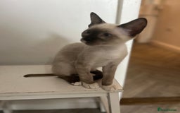 Mixed Breed cats for sale: One stunning boy left  - Image 5