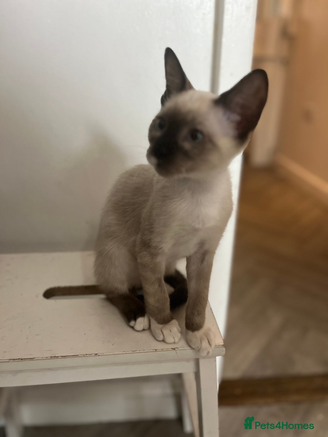 Mixed Breed cats for sale: One stunning boy left  - Image 5