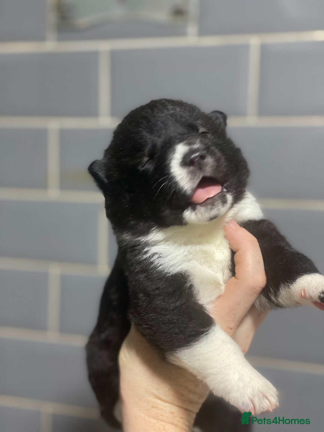 Akita dogs for sale: Chunky American Akita puppies - Image 2