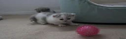 British Shorthair cats for sale: Premium Quality BSH for Sale 🐾 - Advert 5