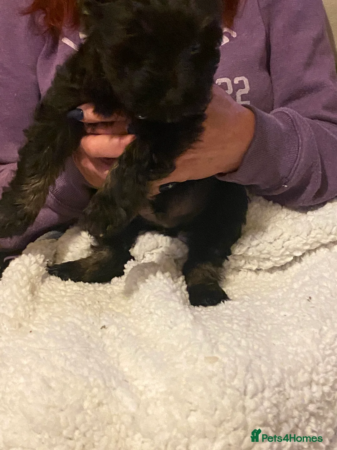 Chinese Crested dogs for sale: 5 Baby Chinese Crested Seeking Their Forever Homes - Advert 14