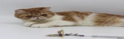 Exotic cats for sale: Beautiful young quirky exotic shorthair female - Advert 4