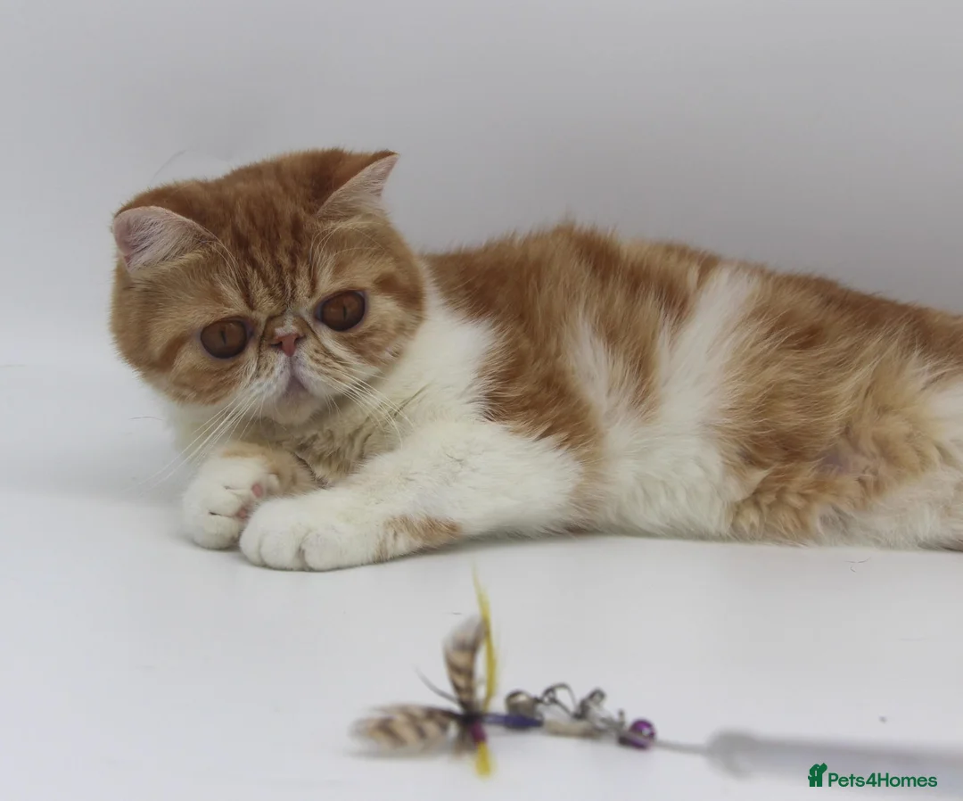 Exotic cats for sale: Beautiful young quirky exotic shorthair female - Advert 4