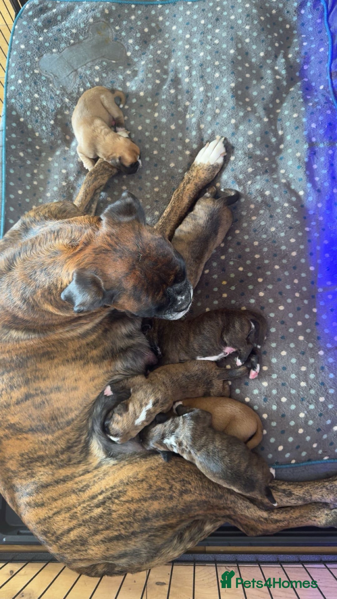 Boxer dogs for sale: KC Boxer Puppies for sale 4 Dogs 2 Bitches - Image 3