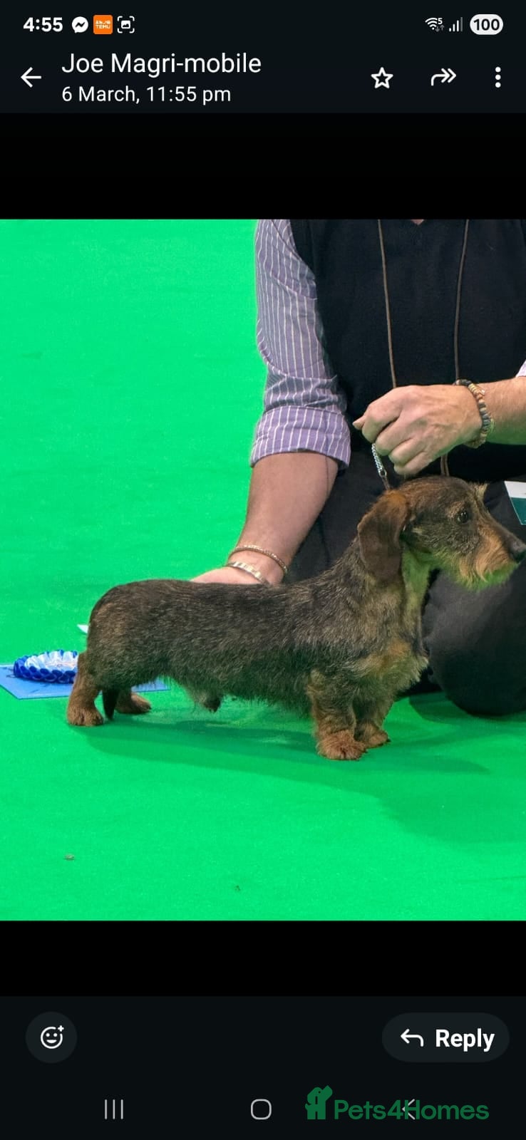 Miniature Dachshund dogs Stud dog - Advert 2