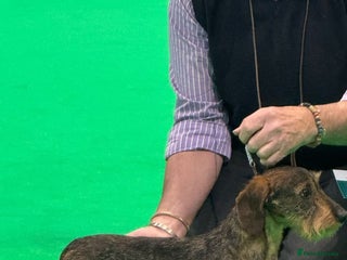 Miniature Dachshund dogs Stud dog - Advert 2