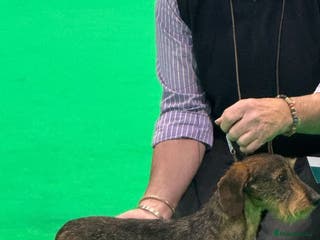 Miniature Dachshund dogs Stud dog - Advert 9