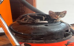 Bengal cats for sale: Bengal babies  - Image 13