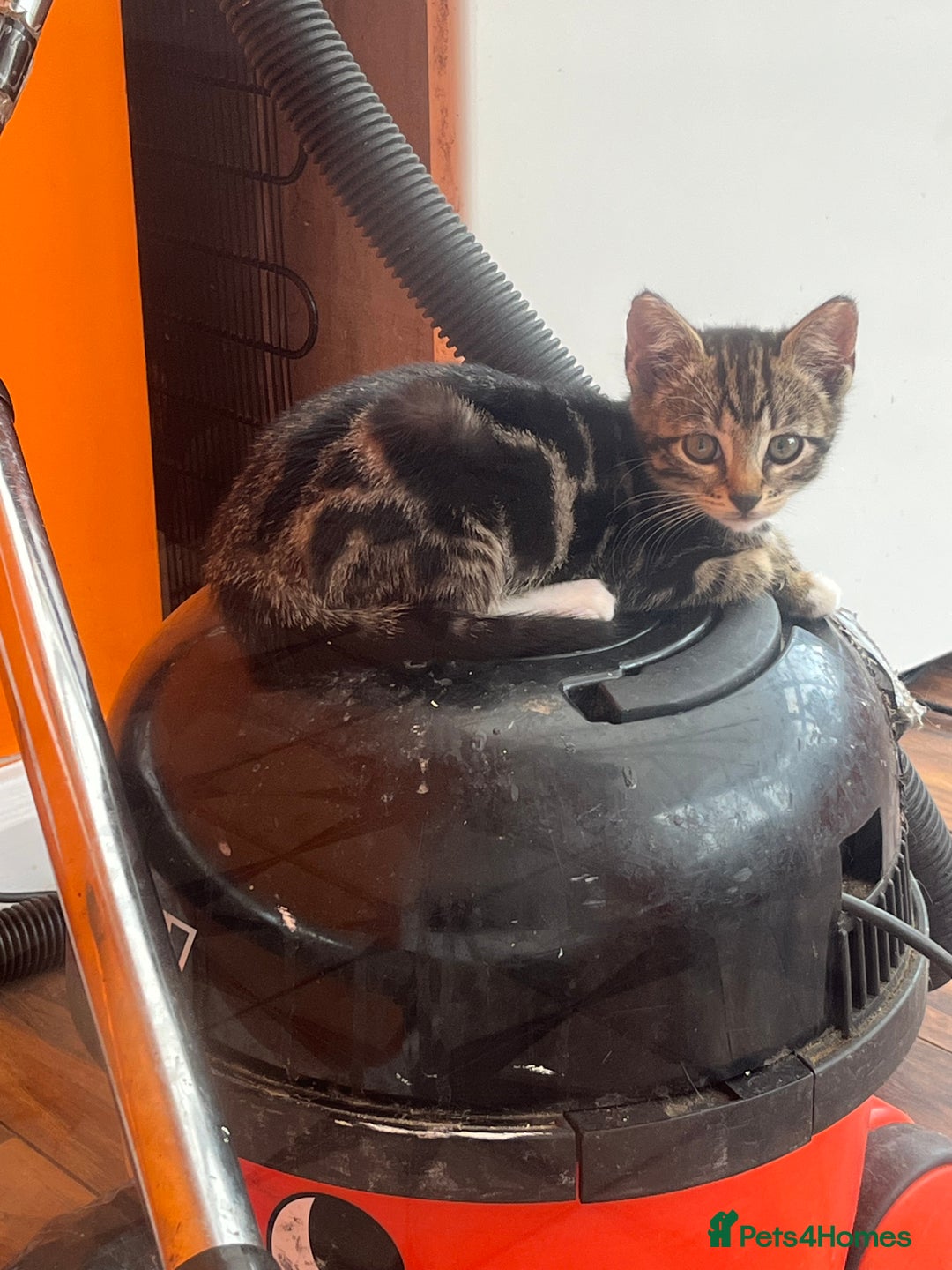 Bengal cats for sale: Bengal babies  - Image 13