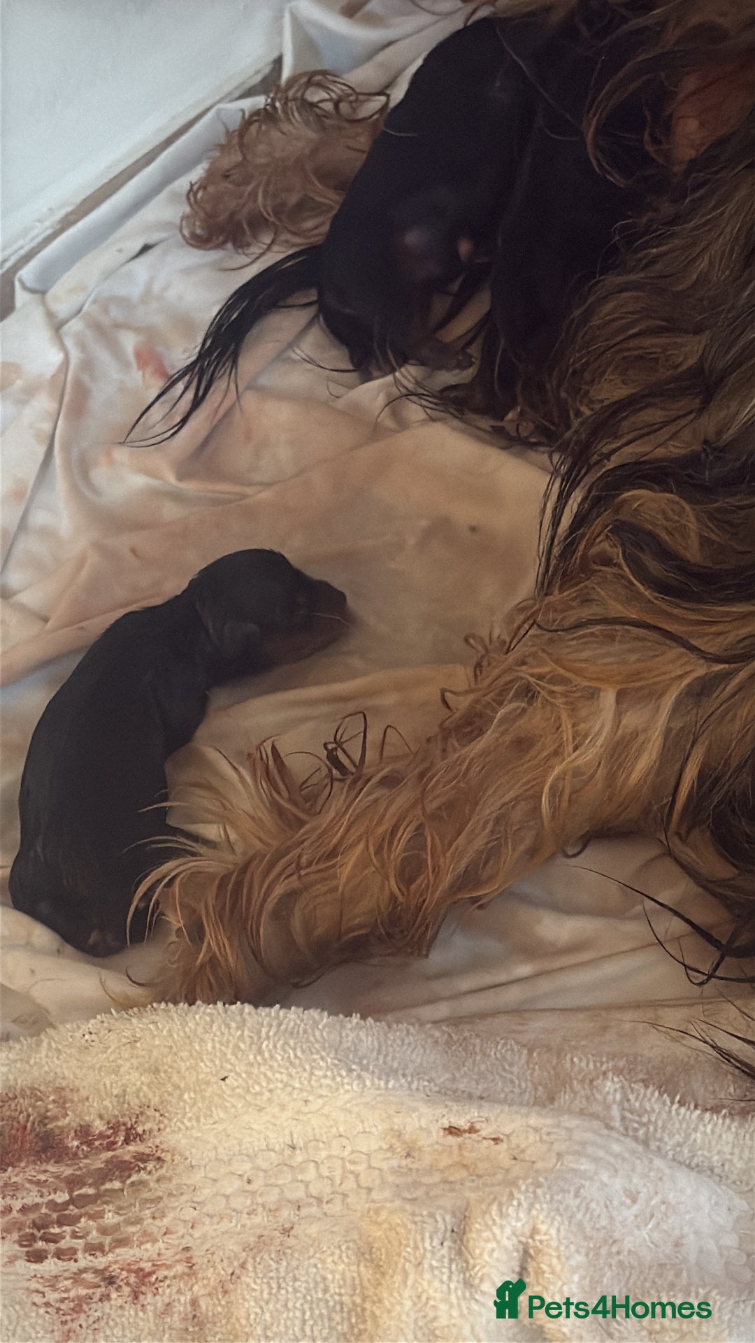 Yorkshire Terrier dogs for sale: Pedigree Yorkshire terrier - Image 9