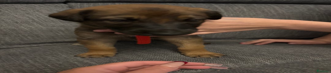 Mixed Breed Puppy 10