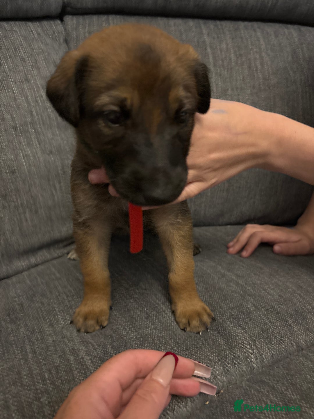 Mixed Breed dogs for sale: German shepherd x whippet  - Image 4