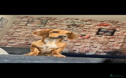 Dachshund dogs for sale: Dachshund  - Image 2