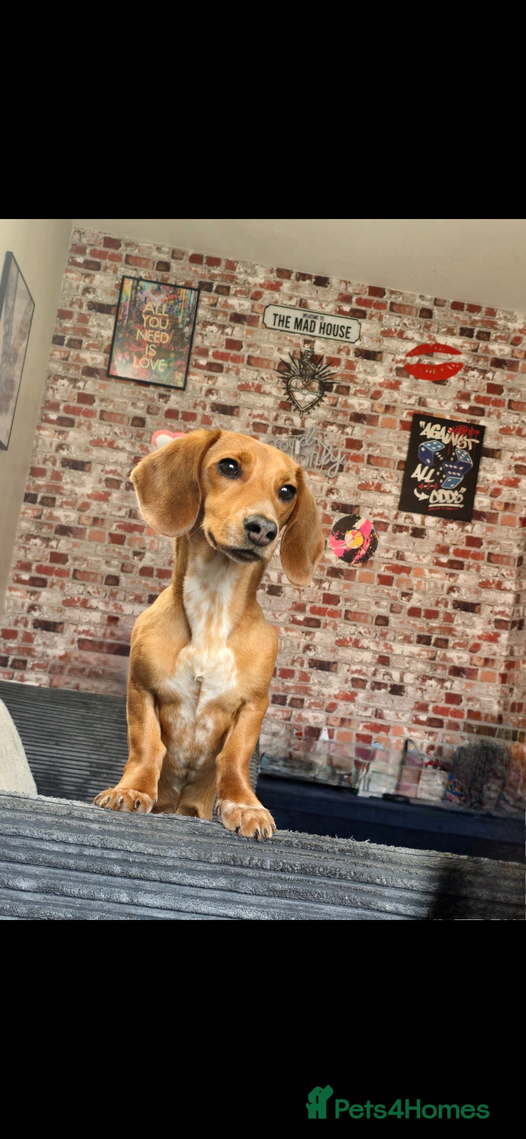 Dachshund dogs for sale: Dachshund  - Image 2