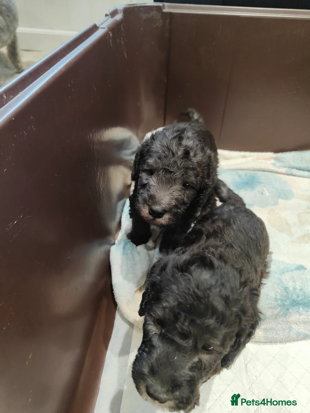 Bedlington Terrier dogs for sale: KC Registered Bedlington Terrier Pups - Advert 2