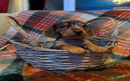 Dachshund dogs for sale: 4 gorgeous puppies for sale - Image 7