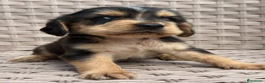 Cocker Spaniel 3