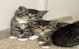 Mixed Breed cats for sale: Adorable tabby kittens - Image 15