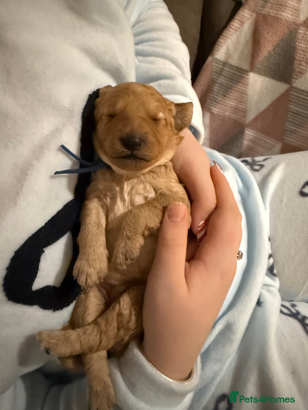 Labradoodle dogs for sale: Beautiful labradoodles  - Advert 25