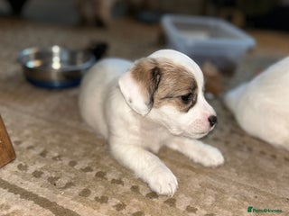 Sealyham Terrier dogs Sealyham terrier crosses 1 boy available - Advert 1