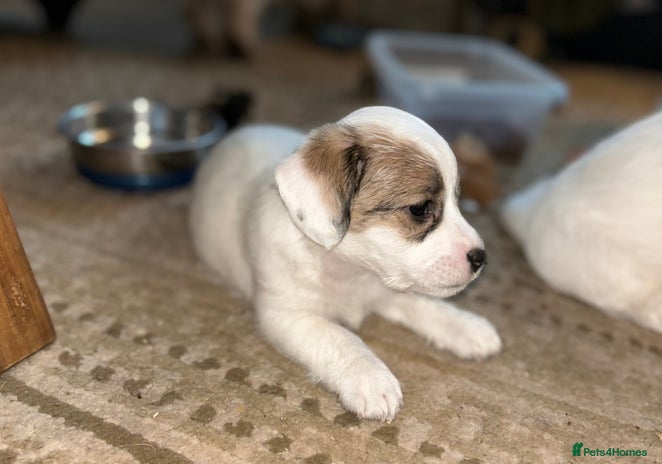 Sealyham Terrier dogs Sealyham terrier crosses 1 boy available - Advert 1