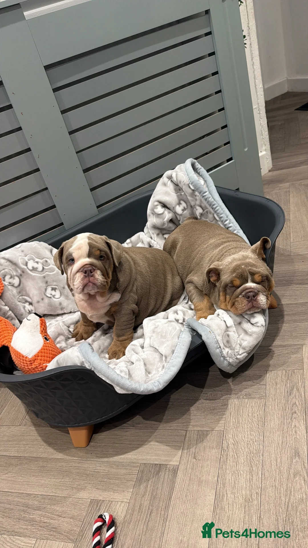 English Bulldog dogs for sale: English Bulldog  - Advert 5