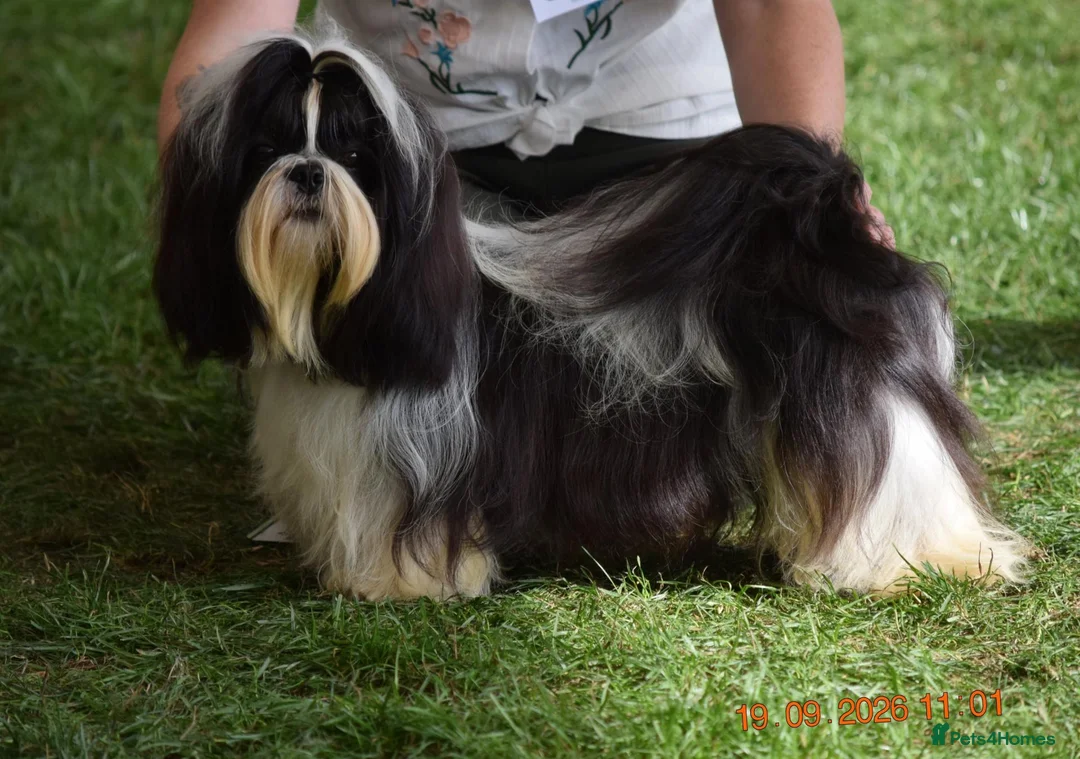 Shih Tzu dogs for stud: Show Boy At Stud - Advert 2
