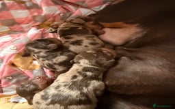 Miniature Dachshund dogs for sale: Miniature dachshund puppies - Image 7