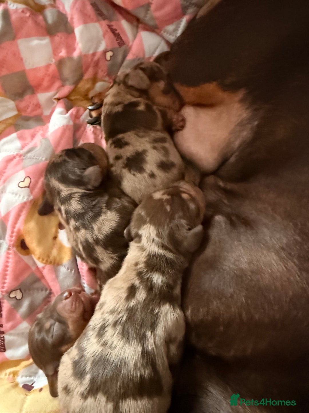 Miniature Dachshund dogs for sale: Miniature dachshund puppies - Image 7