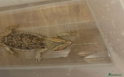 Lizard reptiles for sale: Bear dragon - Image 6