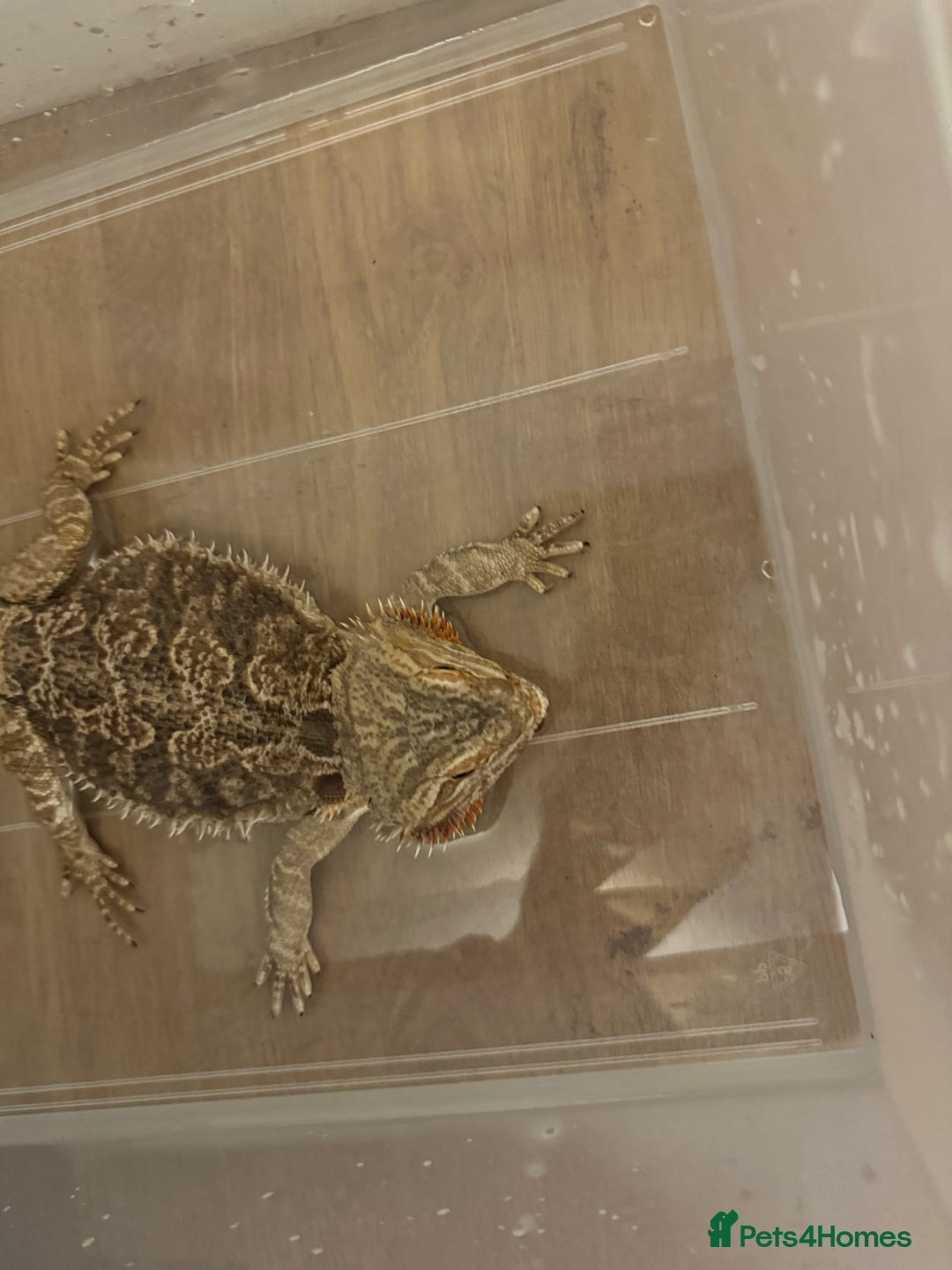 Lizard reptiles for sale: Bear dragon - Image 6