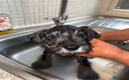 Miniature Schnauzer dogs for sale: Ready for our forever home’s miniature schnauzers  - Image 26