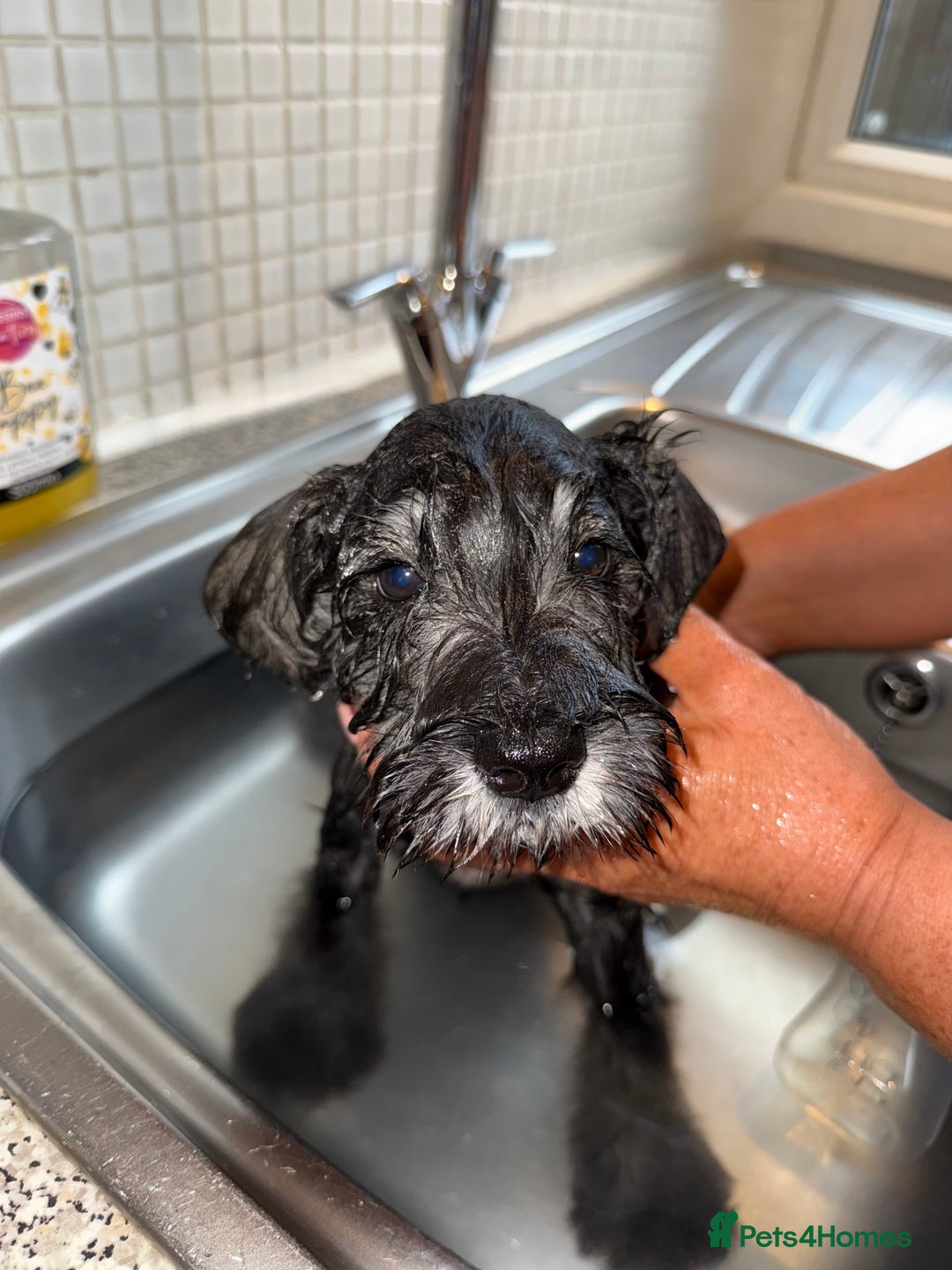 Miniature Schnauzer dogs for sale: Ready for our forever home’s miniature schnauzers  - Image 26