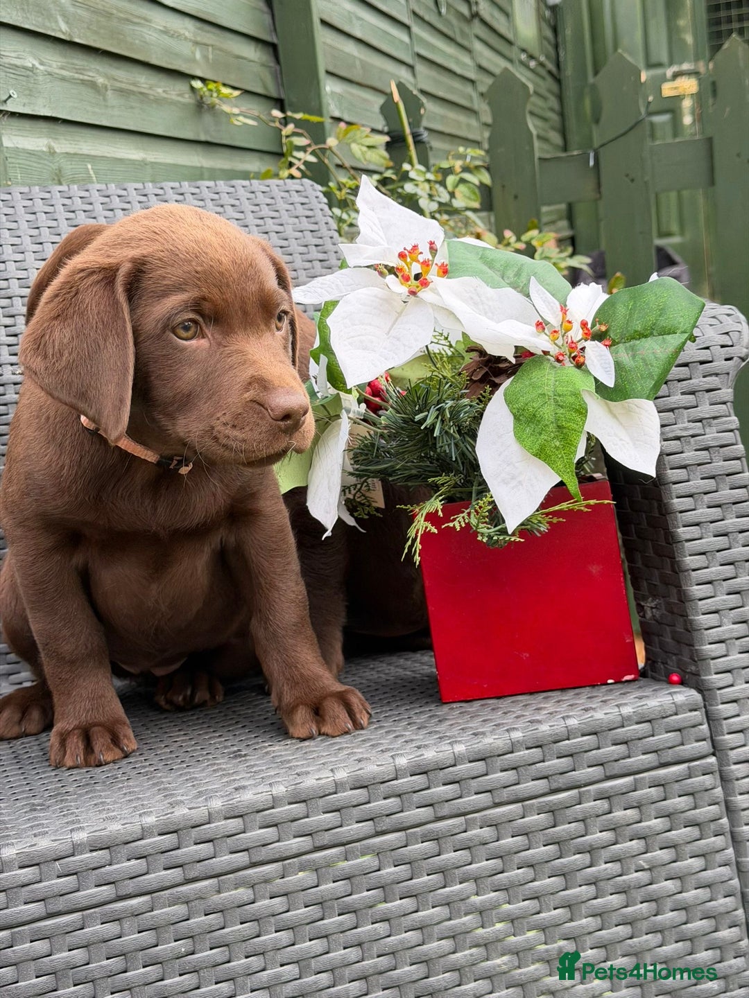 Labrador Retriever dogs for sale: KC CHOCOLATE PEDIGREE LABRADOR GIRL - Advert 8