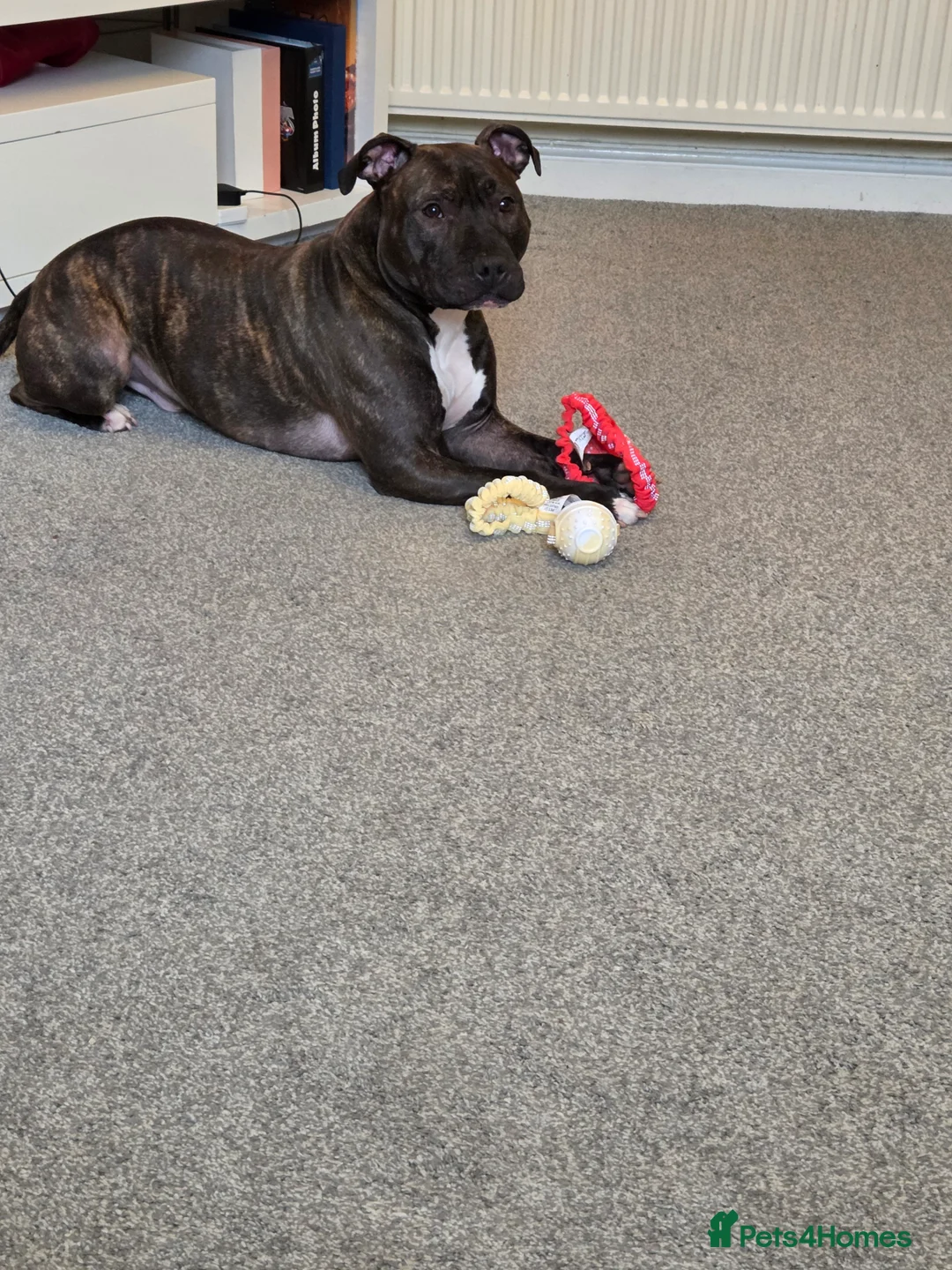 Staffordshire Bull Terrier dogs for sale: Reggie: Loyal Family Dog - Advert 4