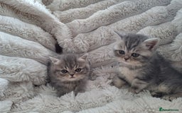 Mixed Breed cats for sale: Beautiful Persian/Exotic kittens ready now! 💫 - Image 4