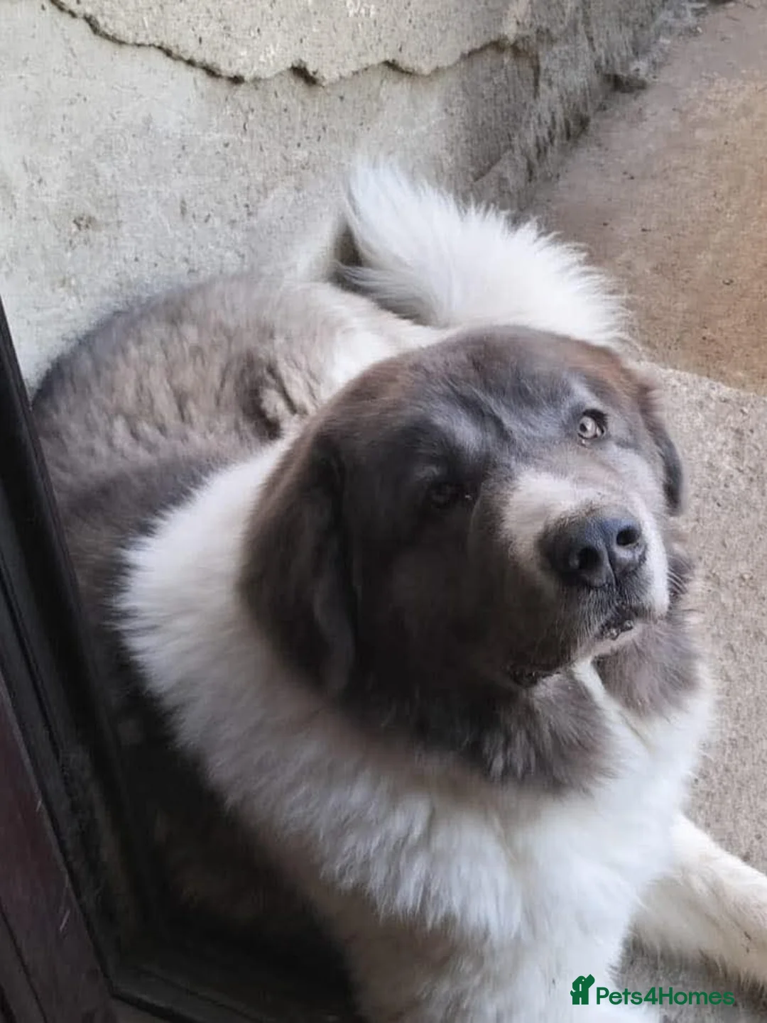Caucasian Shepherd Dog dogs for adoption: Coco  - Advert 5