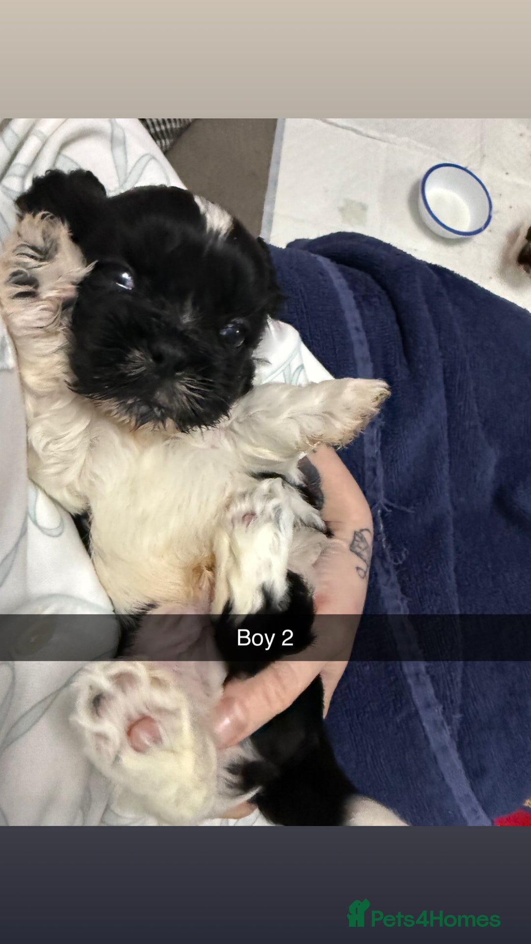 Shih Tzu dogs for sale: 5 stunning Shih Tzu puppies  - Advert 5