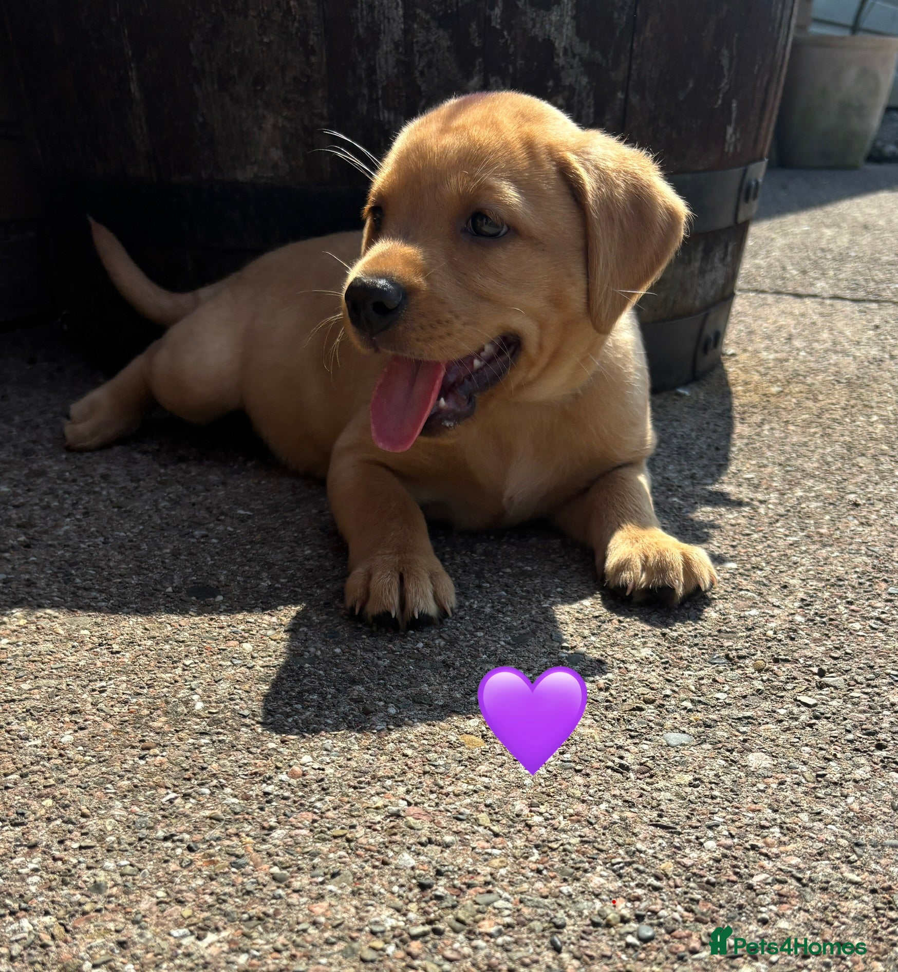 Labrador Retriever dogs Stunning Red Fox & Golden Labrador Puppies - Advert 2
