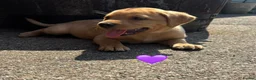 Labrador Retriever dogs for sale: Stunning Fox Red & Golden Labrador Puppies - Advert 21