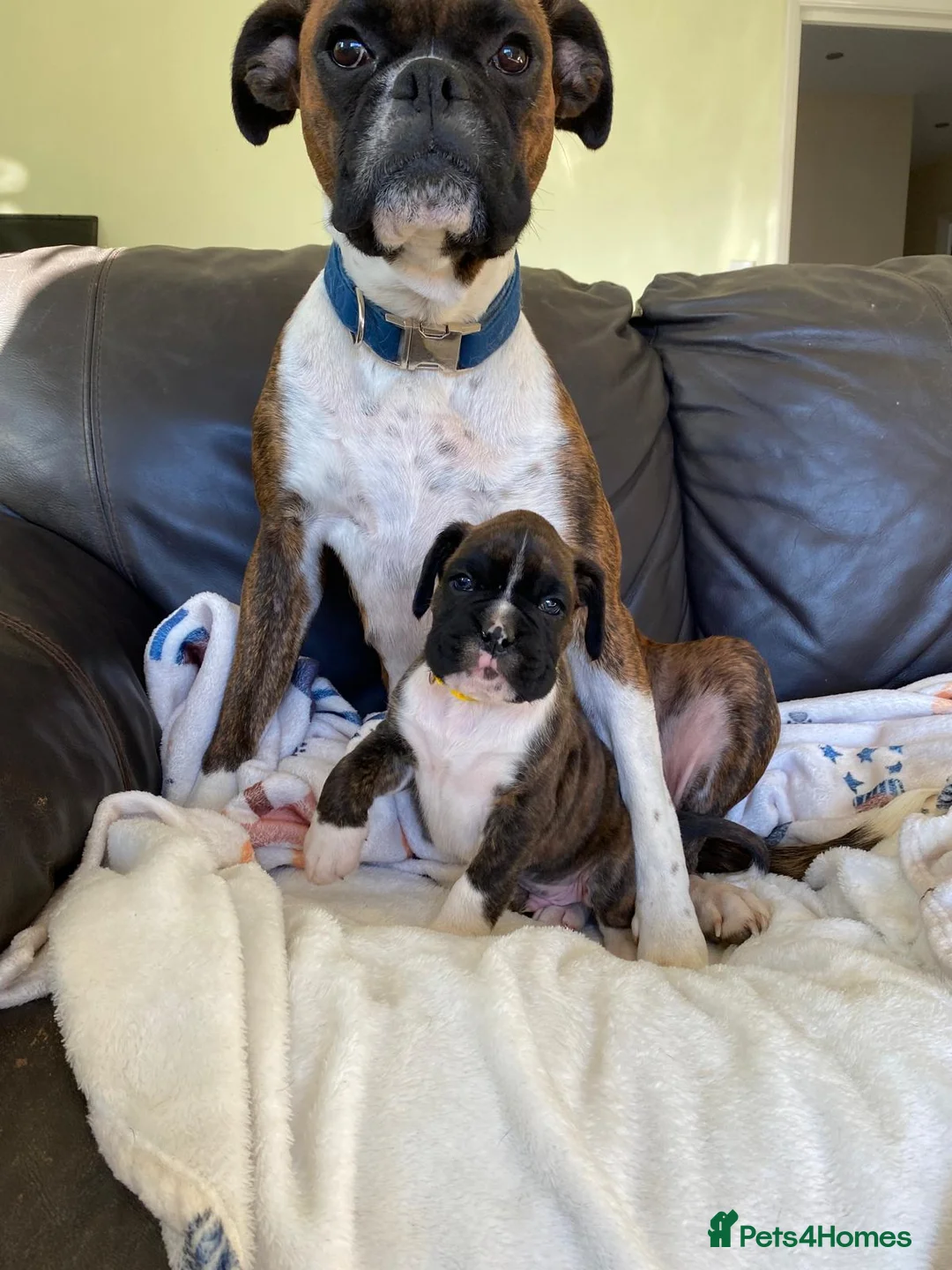 Boxer dogs for sale: Female boxer puppy kc reg 5 star licence  - Advert 2