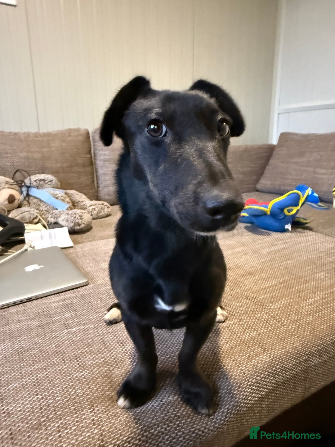 Dachshund dogs for adoption: Cute Lolita looking for LOVE  - Advert 9