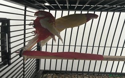 Parakeets birds for sale: Stunning Various Rosella Parrots  - Image 4