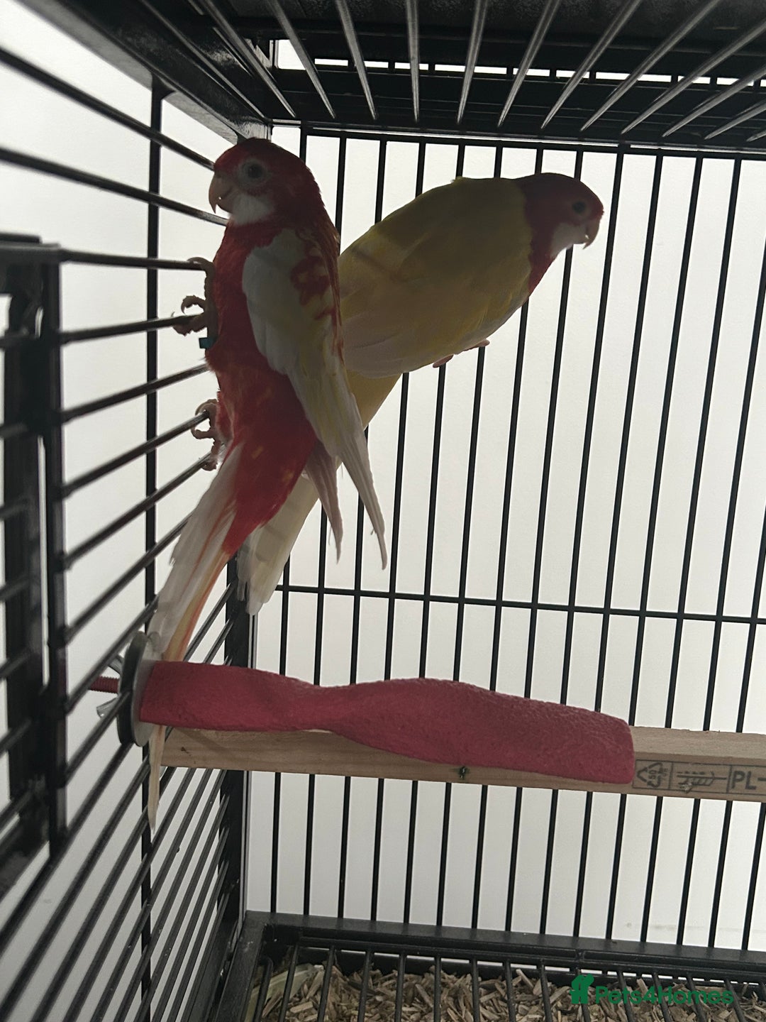 Parakeets birds for sale: Stunning Various Rosella Parrots  - Image 4