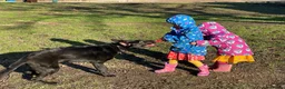 German Shepherd dogs for sale: Well trained German Shepherd - Advert 10