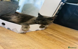Maine Coon cats for sale: Grey Main Coon Female - Image 4