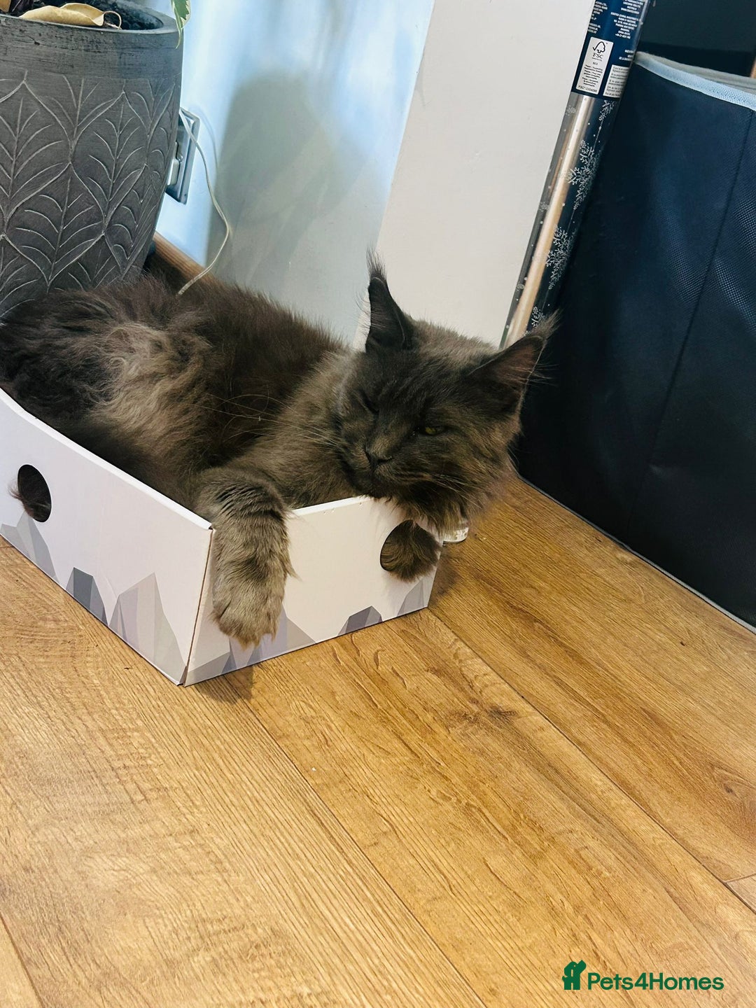 Maine Coon cats for sale: Grey Main Coon Female - Image 4