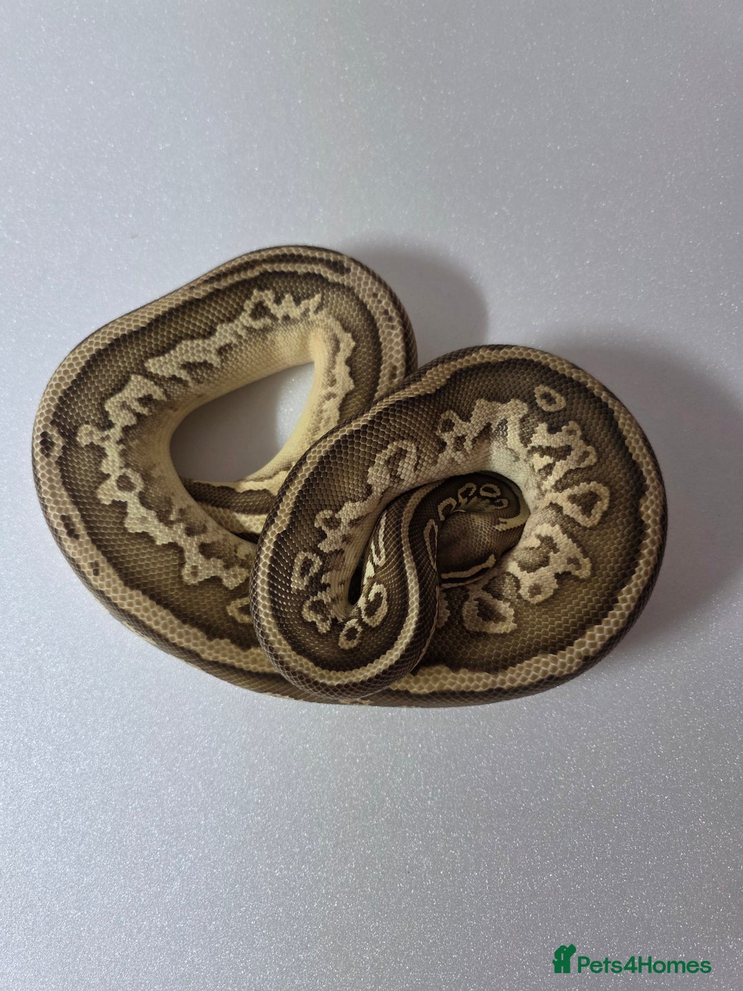 Snake reptiles for sale: Ball pythons  - Advert 13