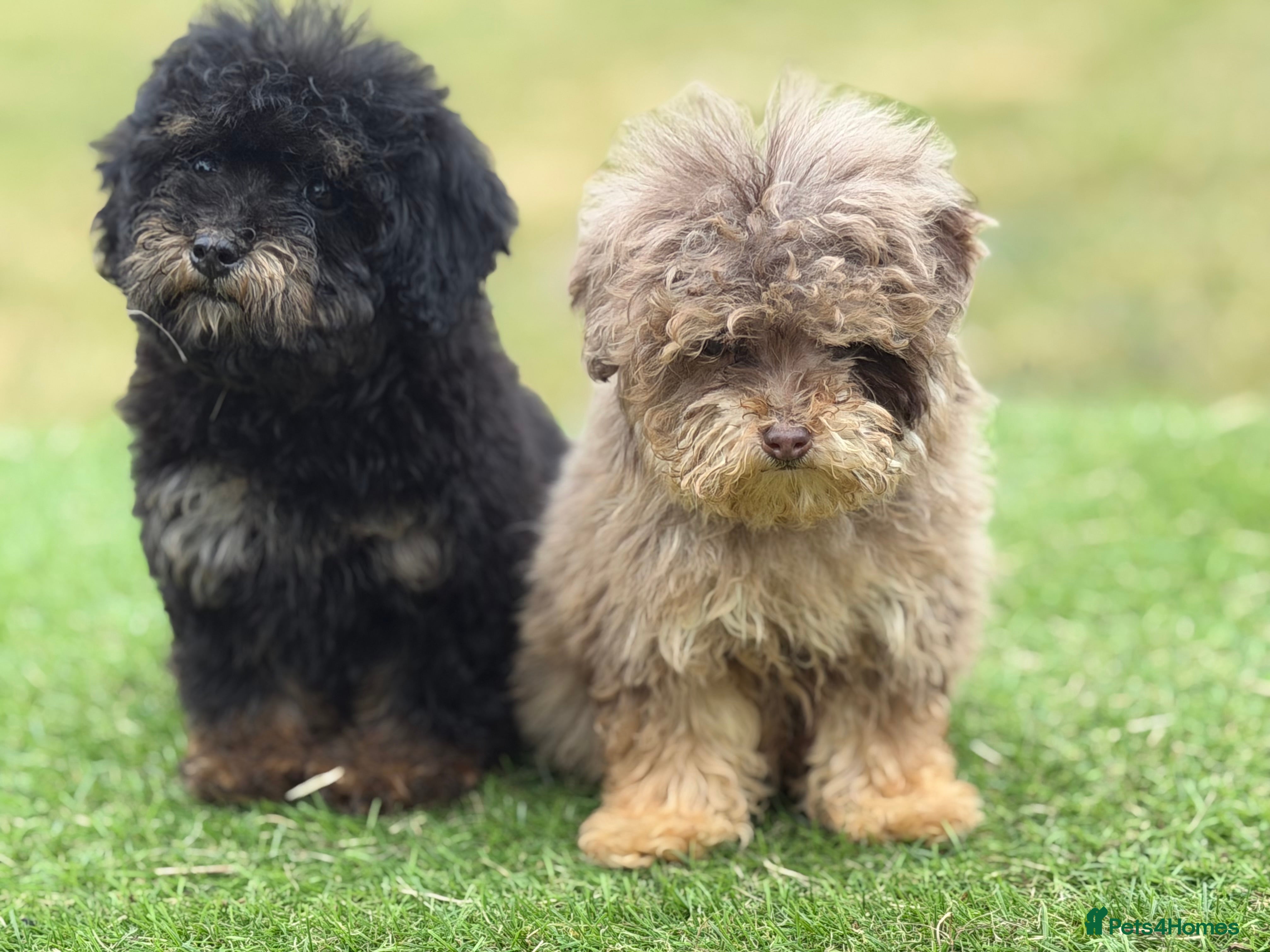 Toy Poodle dogs Beautiful toy poodle puppies  - Advert 2